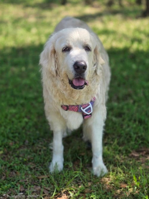 Photo of Ransom, adoptable senior Great Pyrenees in Spring, Texas