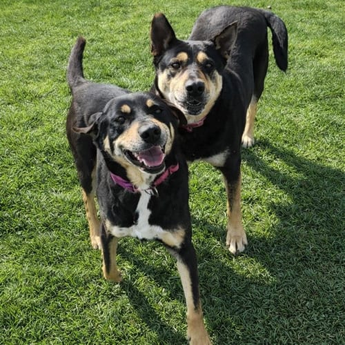 Photo of Susie and June Bug, adoptable senior Shepherd in Bloomingdale, New Jersey