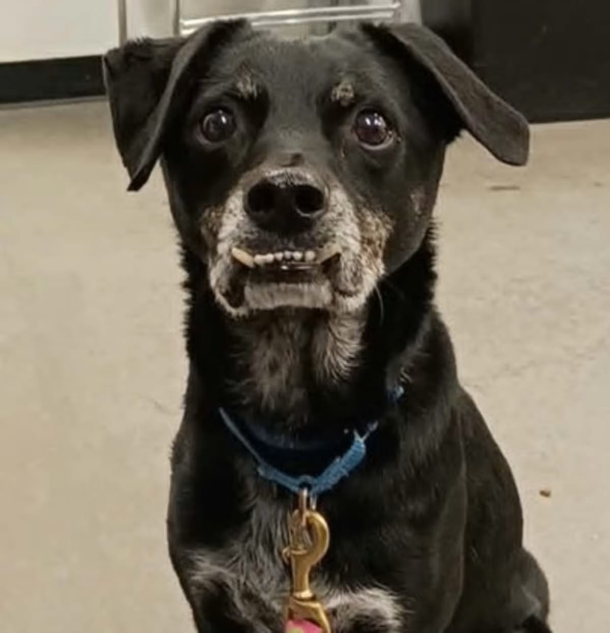 Photo of Bill, adoptable senior Terrier (Unknown Type, Medium) in Voorhees, New Jersey