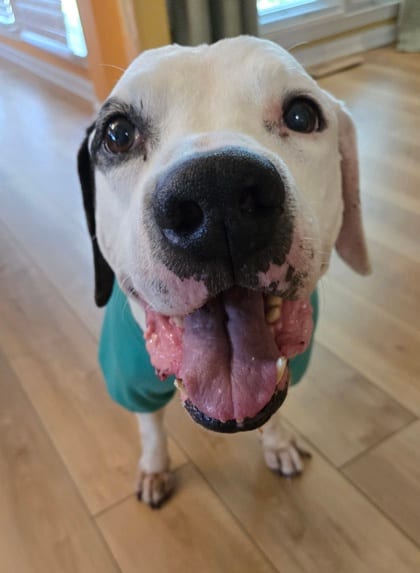 Photo of Pac, adoptable senior dog in Atlanta, Georgia
