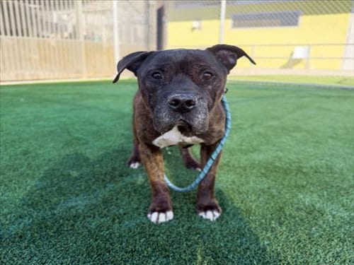 Photo of Rocky, adoptable senior American Staffordshire Terrier in Los Angeles, California