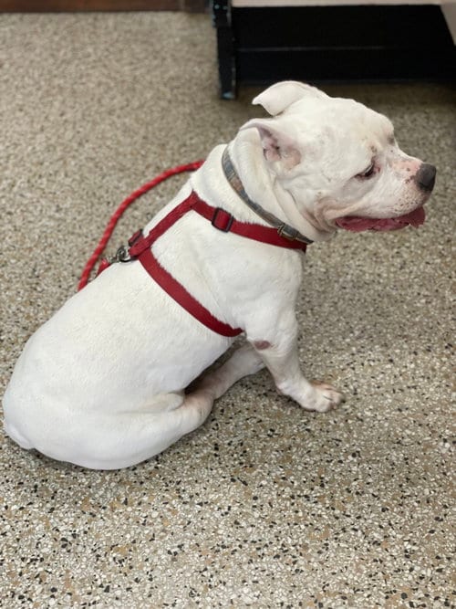 Photo of Gunther, adoptable senior American Bulldog in Columbia, South Carolina