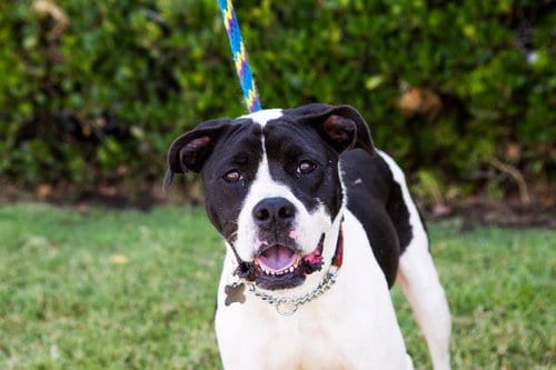 Pfeifer, adoptable senior Boxer in San Diego, CA