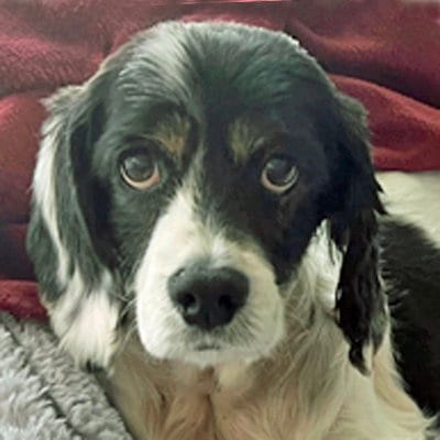 Photo of Hank, adoptable senior Cocker Spaniel in Arlington, Virginia