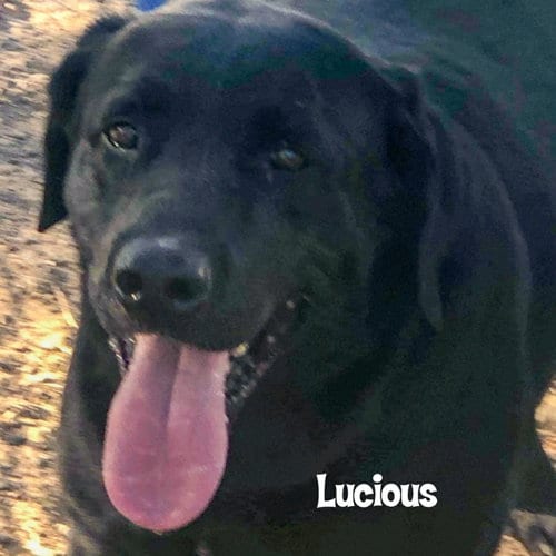 Lucious, adoptable senior Labrador Retriever in Vail, AZ