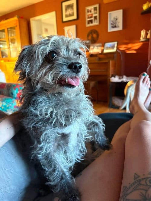 Photo of Luna, adoptable senior Yorkshire Terrier Yorkie in Rochester, New York