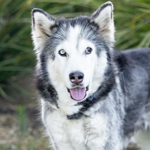 Photo of Blinky, adoptable senior Husky in Camarillo, California