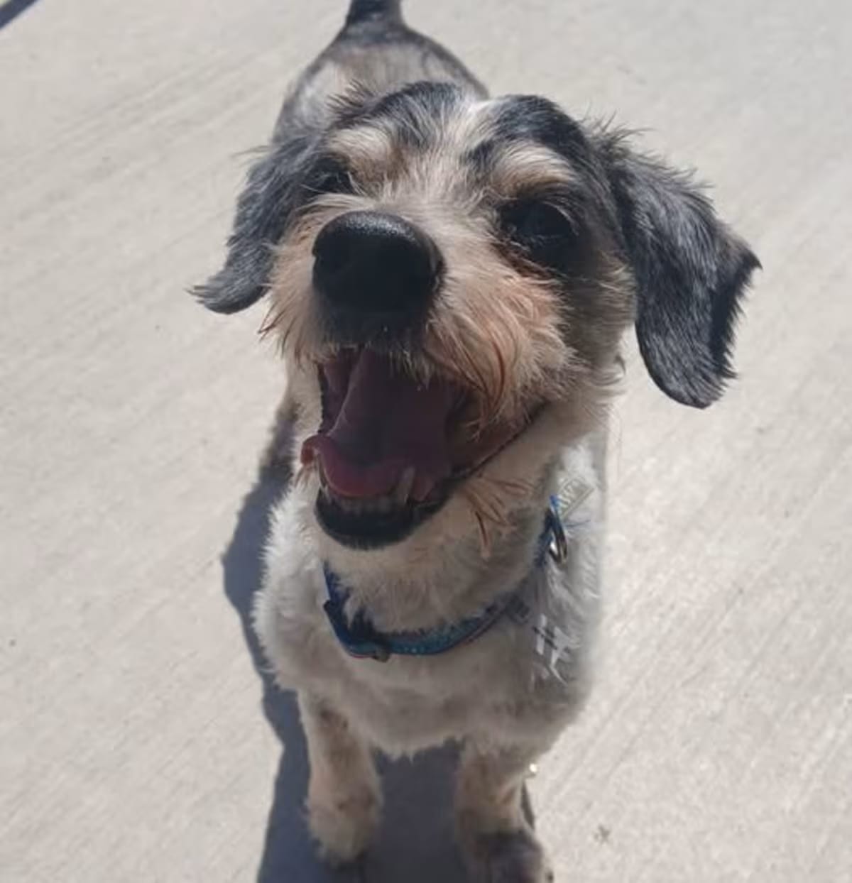 Photo of Bandit, adoptable senior Dachshund Poodle (Miniature) in Holland, Michigan