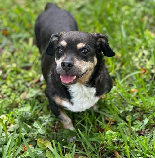 Photo of Wally, adoptable senior Dachshund in Weston, Florida