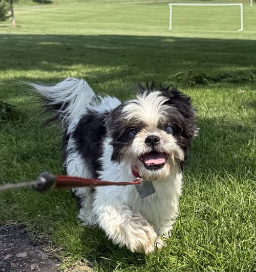 Photo of Panda, adoptable senior Shih Tzu in Evergreen, Colorado