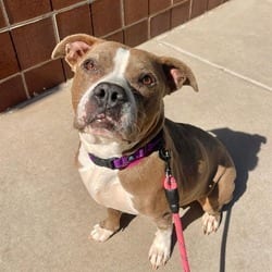 Photo of Stella, adoptable senior American Pit Bull Terrier in Aurora, Colorado