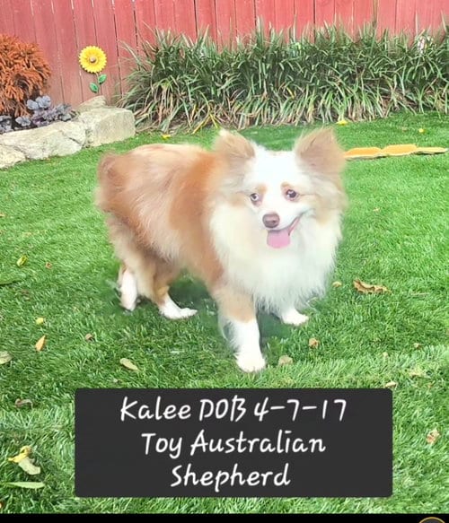 Photo of Kalee, adoptable senior Australian Shepherd in York, South Carolina