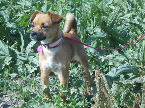 Photo of Meeka, adoptable senior Pug in Fort Collins, Colorado