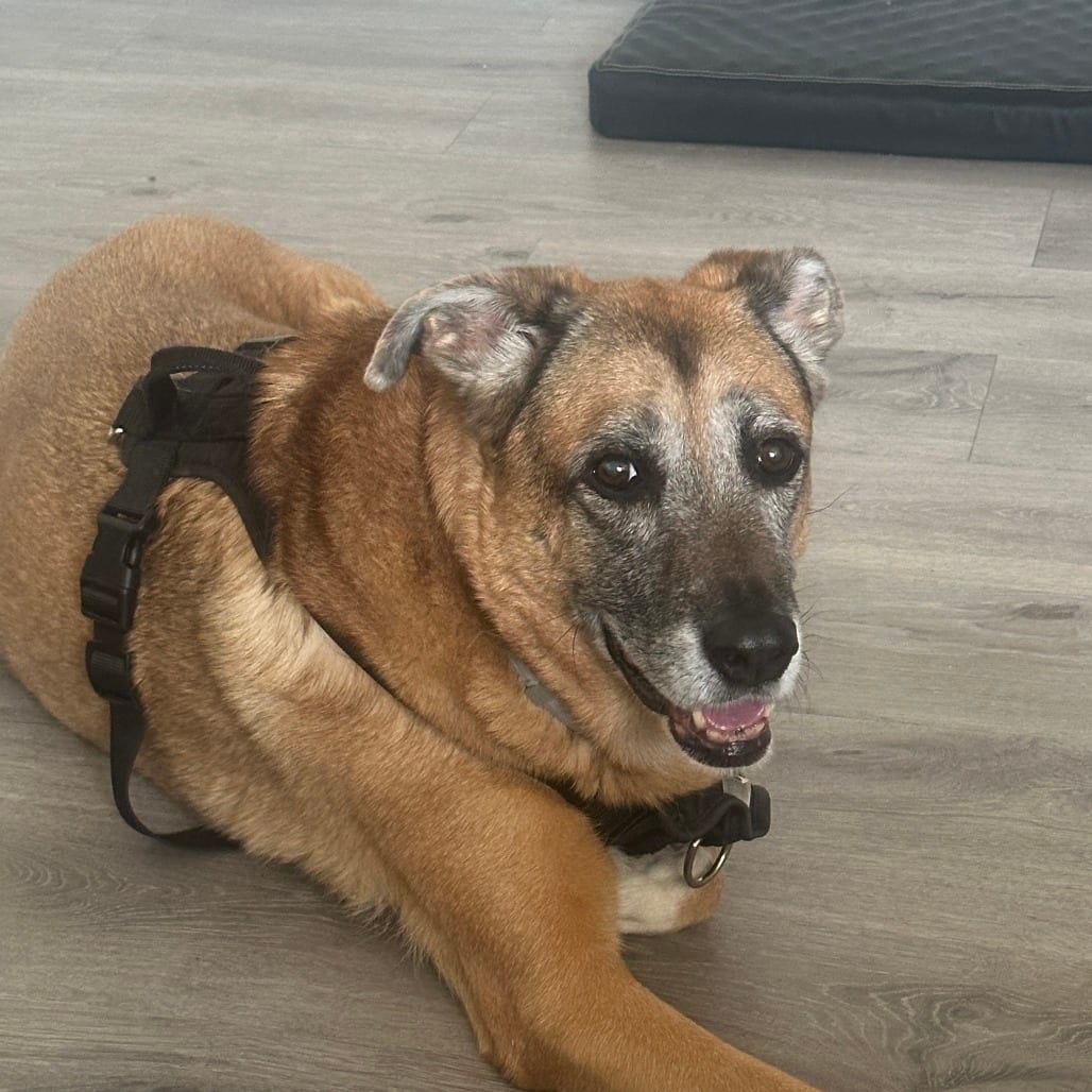 Photo of Molly - Home to Home, adoptable senior Shepherd / Mix in South Elgin, Illinois