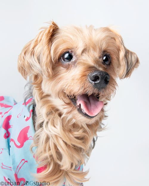 Photo of Louie - M, adoptable senior Yorkshire Terrier Yorkie in Tampa, Florida