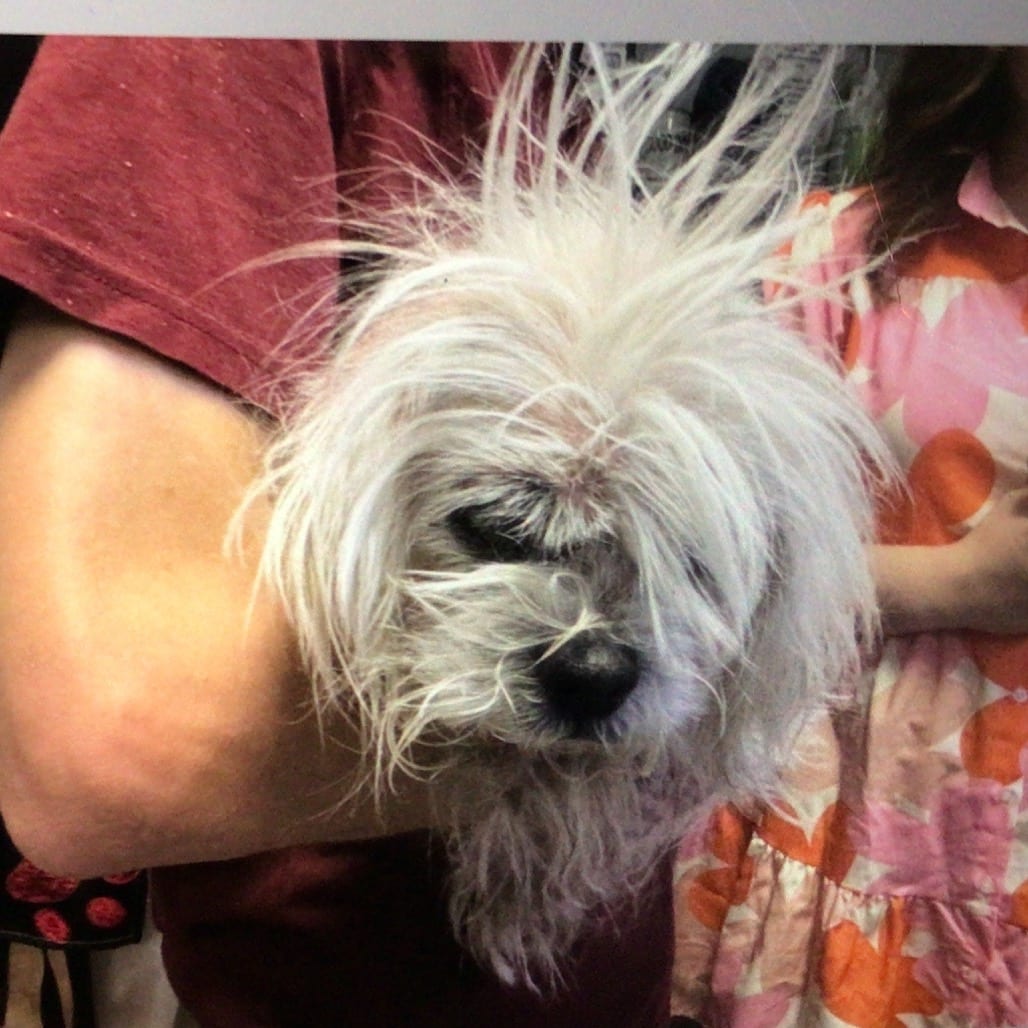 Photo of Boba, adoptable senior Shih Tzu