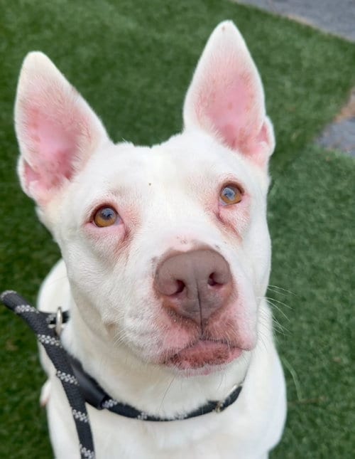 Evie Keller, adoptable senior Pit Bull Terrier in Roswell, GA