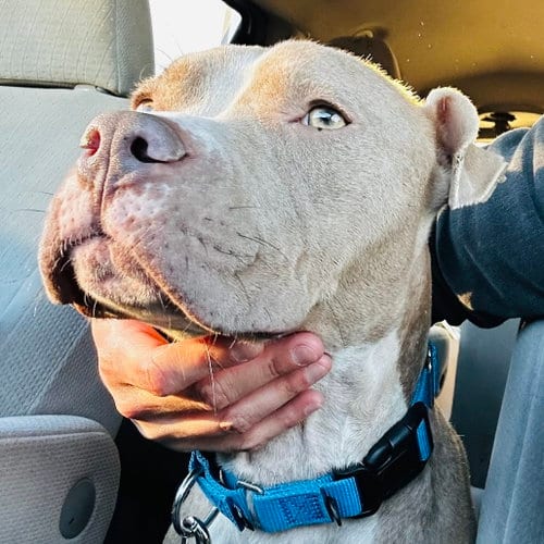 Photo of Honey Bun, adoptable senior Pit Bull Terrier in Dallas, Texas
