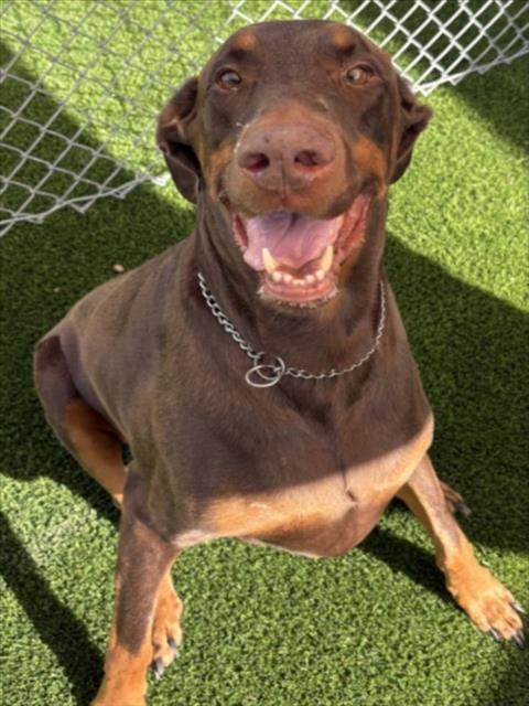Photo of Texas, adoptable senior Doberman Pinscher in Texas City, Texas