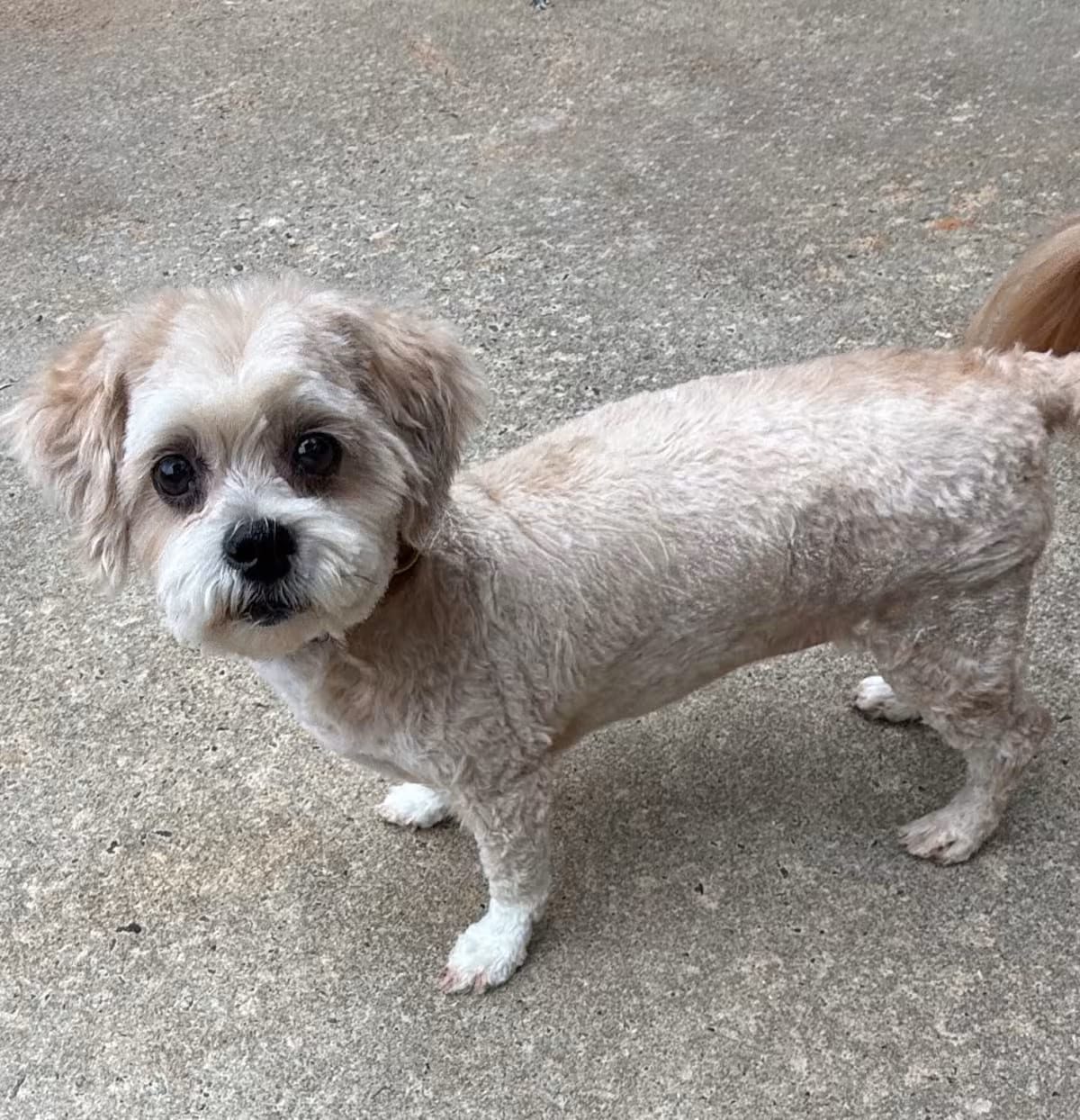 Photo of Penelope Lou 22077, adoptable senior Bichon Frise/Mixed Breed (Medium) in Cumming, Georgia