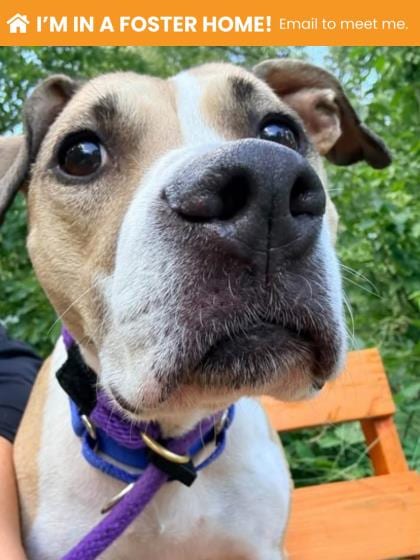 Photo of Acorn (Yoshi), adoptable senior dog in Baltimore, Maryland
