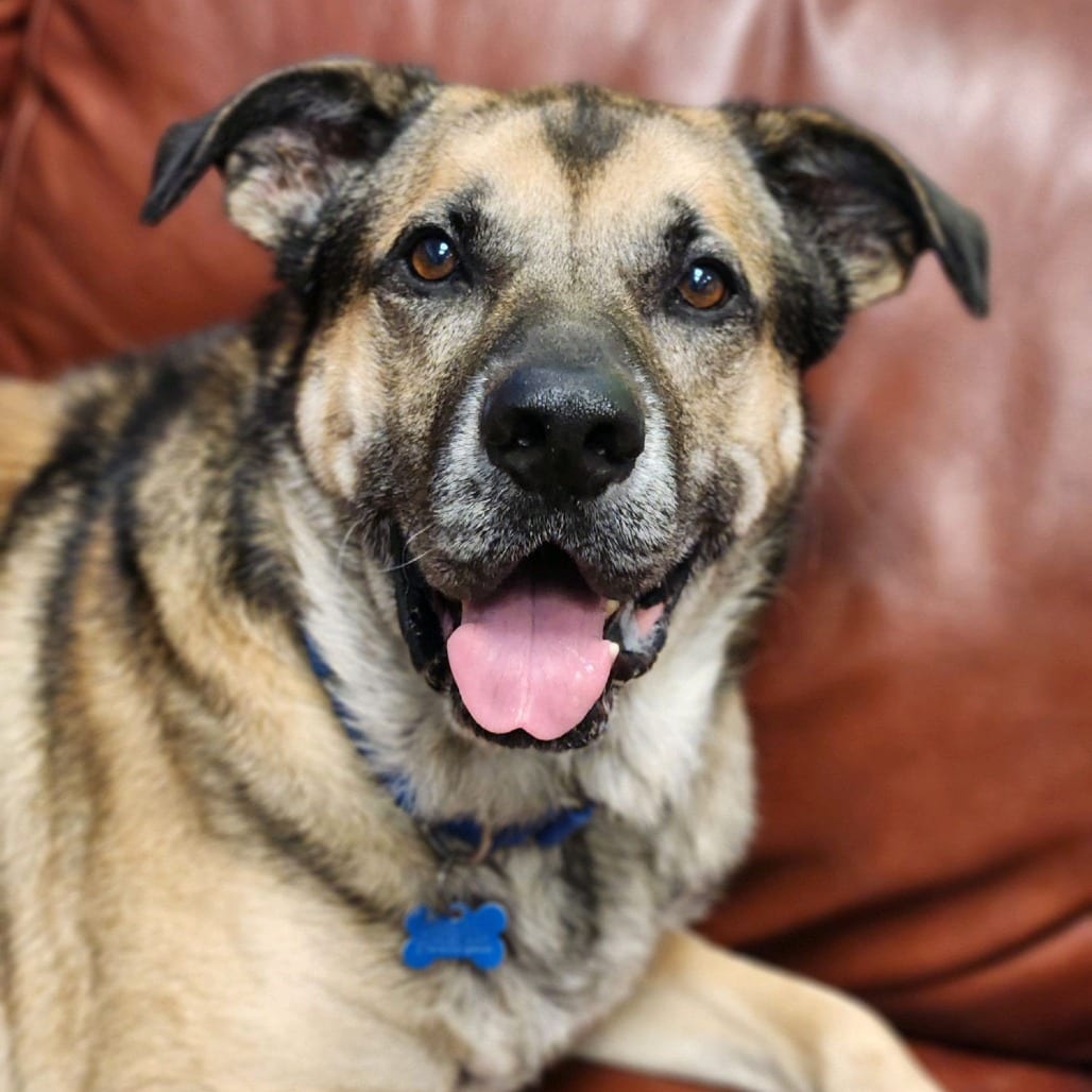 Photo of Mendoza, adoptable senior Mixed Breed (Large) in St. Louis, Missouri