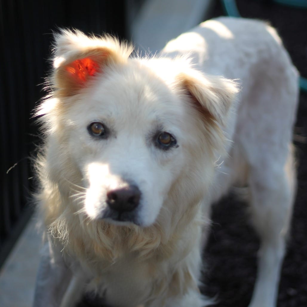 Photo of Buster, adoptable senior Retriever in Spartanburg, South Carolina