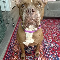 Photo of Gloria, adoptable senior Pit Bull Terrier in Orlando, Florida