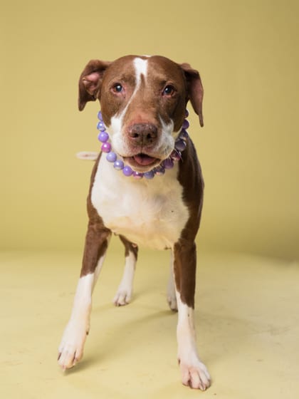 Photo of Dori, adoptable senior dog in Atlanta, Georgia