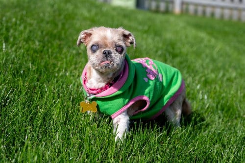 Photo of Tilley, adoptable senior Shih Tzu in Mundelein, Illinois