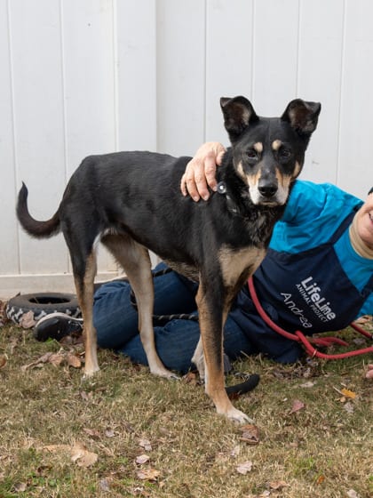 Photo of Nita - IN FOSTER, adoptable senior dog in Chamblee, Georgia