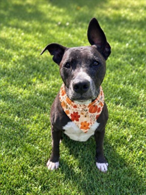 Photo of Nala, adoptable senior Pit Bull Terrier in Clinton Township, Michigan