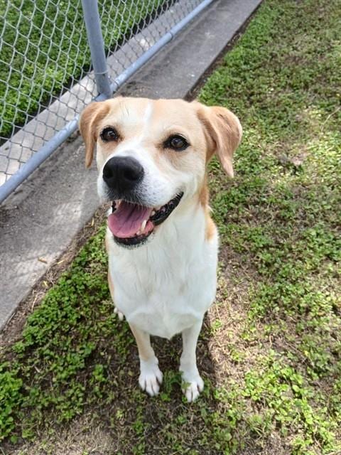 Photo of Daisy, adoptable senior Labrador Retriever in Corpus Christi, Texas