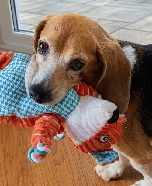 Photo of Matty, adoptable senior Beagle in Dunnellon, Florida
