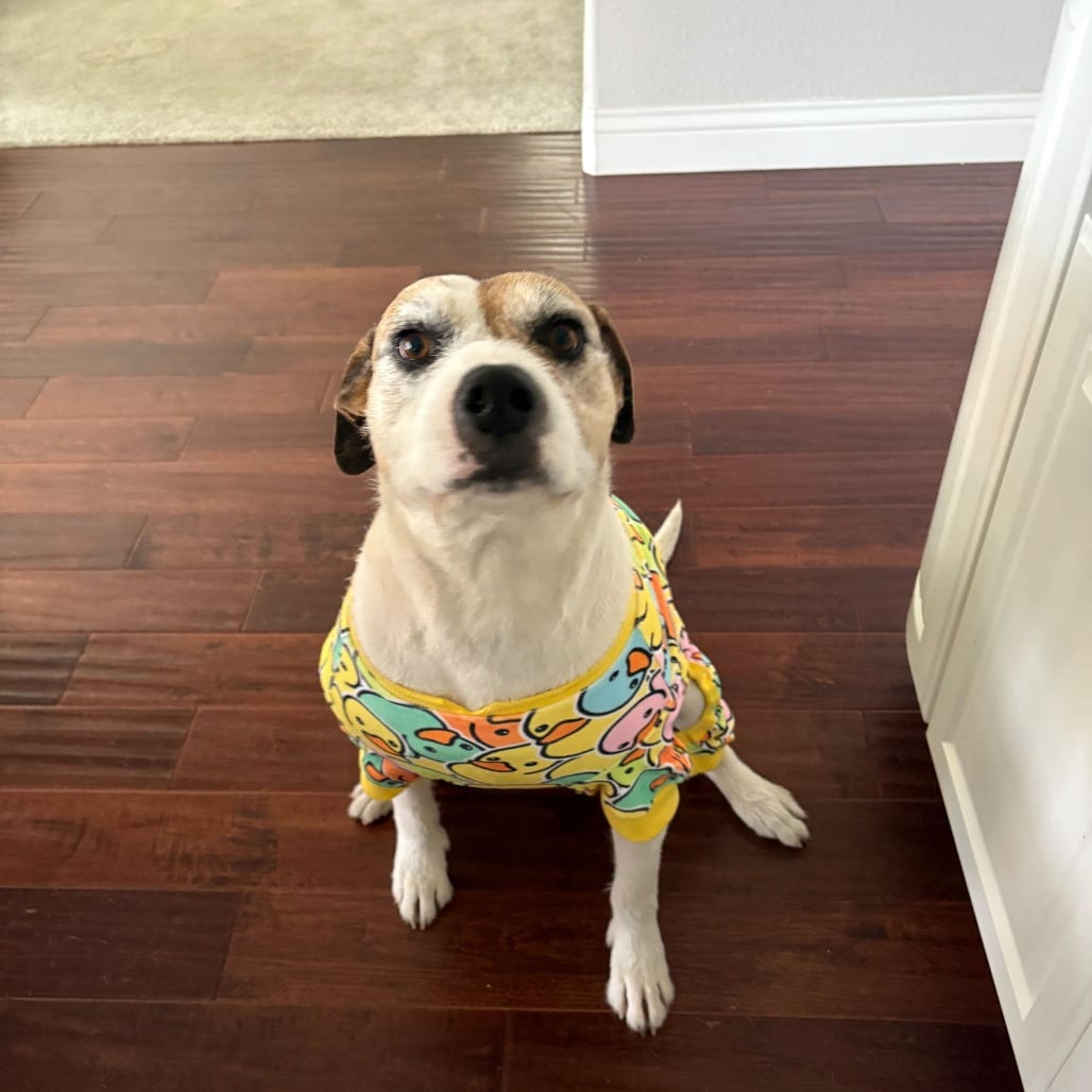 Photo of Coco, adoptable senior Bulldog, American / Mixed Breed (Medium) in California, California