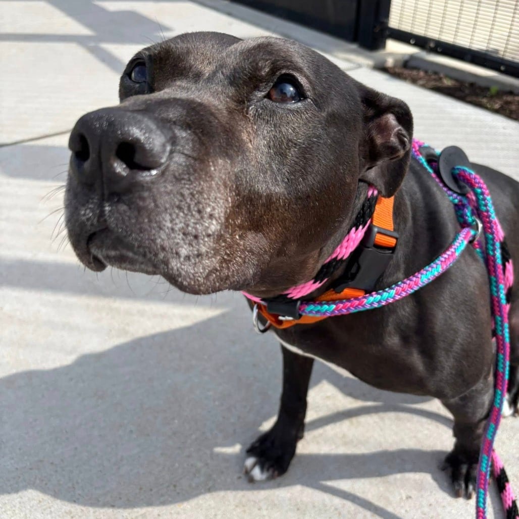 Photo of Cleavon Little, adoptable senior Mixed Breed (Medium) in St. Louis, Missouri