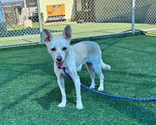 Photo of Huera, adoptable senior Chihuahua in Los Angeles, California