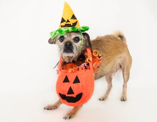 Photo of Chewy, adoptable senior Terrier in Phoenix, Arizona
