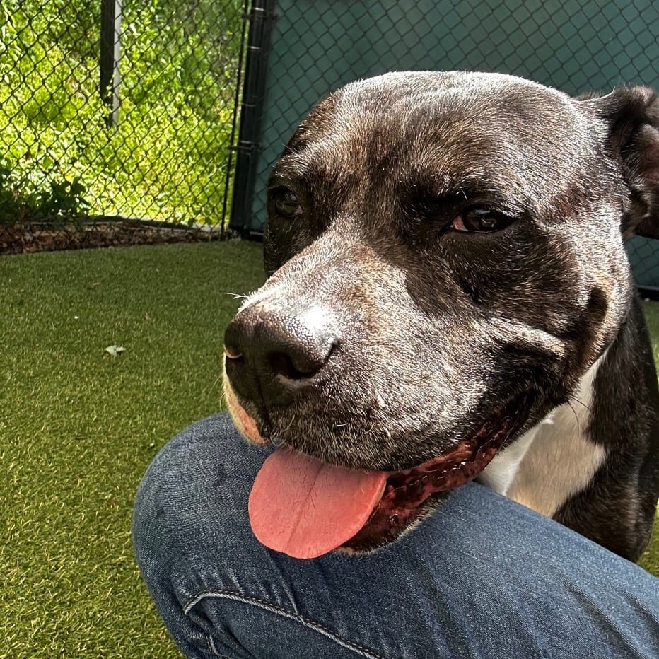 Photo of Scented Candle, adoptable senior Mixed Breed (Large)