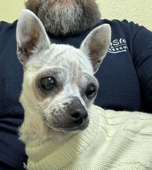 Photo of Edna the Spicy Chi TX, adoptable senior Chihuahua in Boonton, New Jersey