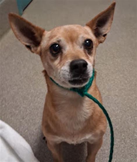 Photo of Barney, adoptable senior Chihuahua in Las Vegas, Nevada