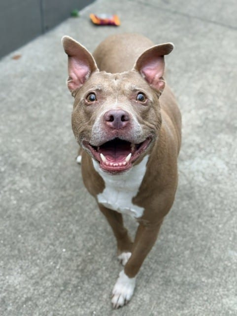 Photo of Skye, adoptable senior American Pit Bull Terrier in Chicago, Illinois