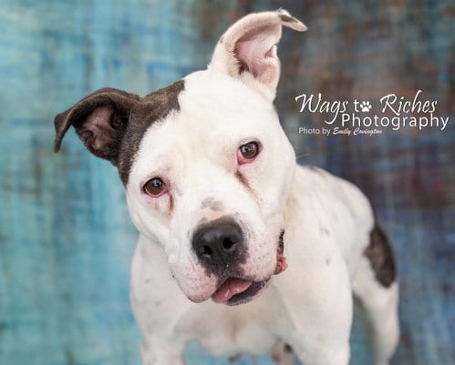 Katrina, adoptable senior American Staffordshire Terrier in Anniston, AL