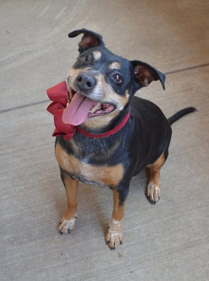 Photo of Mocha, adoptable senior Unknown breed in McKinney, Texas