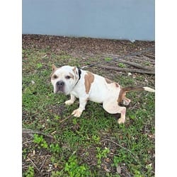 Photo of Bob, adoptable senior American Bulldog in Doral, Florida