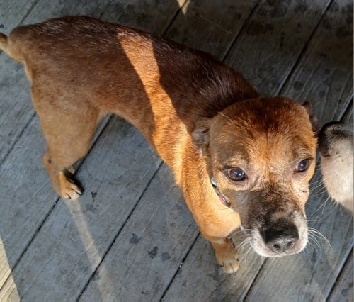 Photo of Timothy, adoptable senior Feist in Newfoundland, Pennsylvania