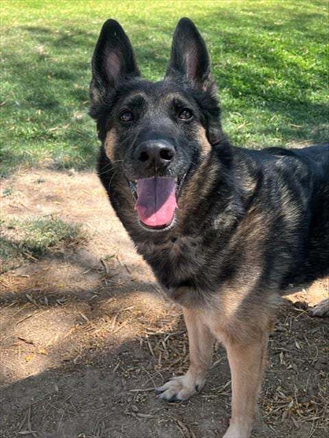Photo of Gretchen, adoptable senior Belgian Shepherd Malinois in Thousand Palms, California