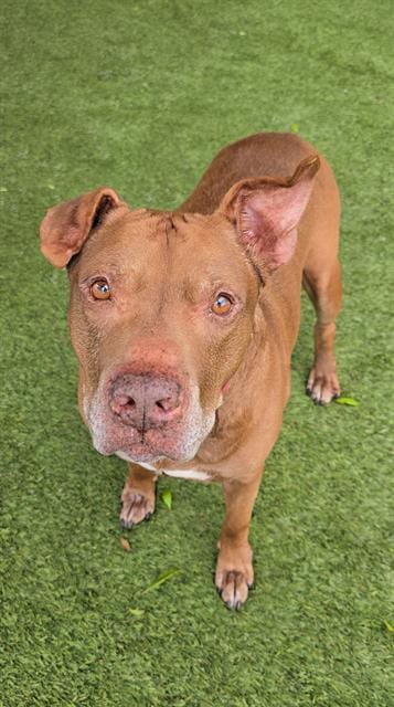 Photo of Theo, adoptable senior Terrier in Miami, Florida
