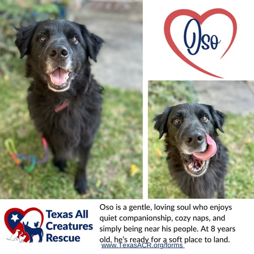 Photo of Oso, adoptable senior Flat-coated Retriever in Lillian, Texas