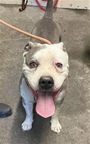 Photo of Bubba, adoptable senior Pit Bull Terrier in Sacramento, California